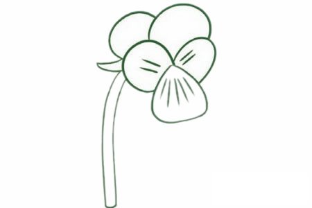 三色堇简笔画图片步骤二