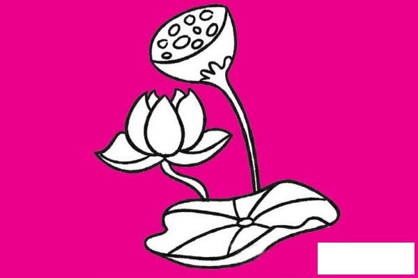 荷花简笔画图片大全作品一