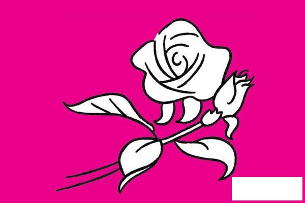 玫瑰花简笔画图片大全作品二