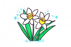 简单几步学画水仙花简笔画教程