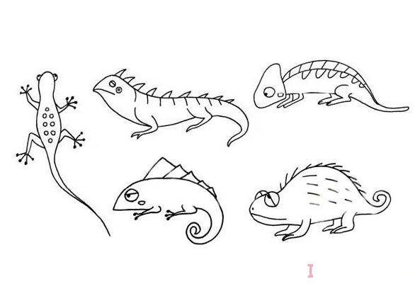 蜥蜴怎么画可爱 蜥蜴简笔画图片