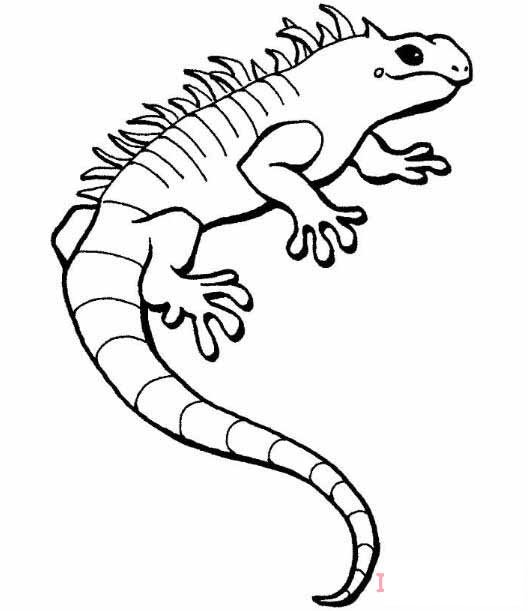 蜥蜴怎么画可爱 蜥蜴简笔画图片