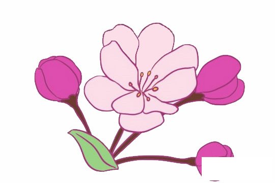 海棠花简笔画图片大全作品三