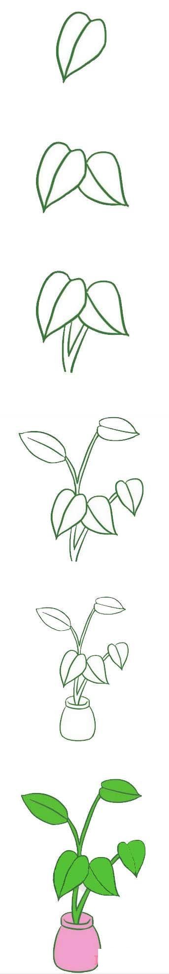 绿萝植物的画法步骤图带颜色 绿萝简笔画图片