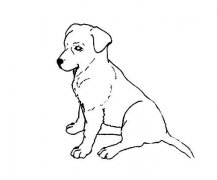 狗狗坐立简笔画怎么画