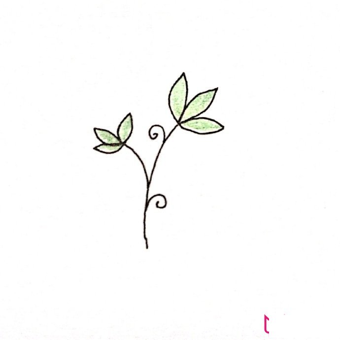 简约清新的植物简笔画大全，春风十里不如你