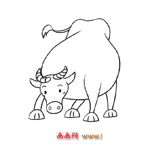 动物简笔画：大肚子黄牛