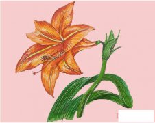 教你一步一步手绘朱顶红简笔画涂色简单漂亮