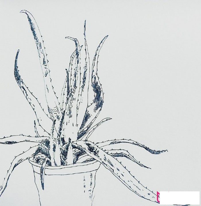 漂亮的植物简笔画图片，芦荟简笔画