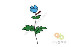 蓝色的弹指婆婆纳简笔画