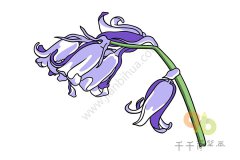 蓝钟花简笔画步骤图