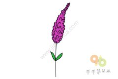 薰衣草简笔画图片大全