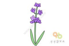 薰衣草简笔画步骤图