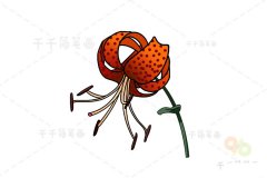 虎皮百合简笔画步骤图