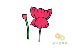 虞美人简笔画图片大全