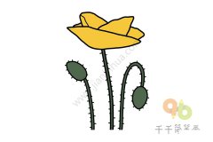 虞美人简笔画教程