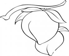 桃子简笔画步骤图片大全