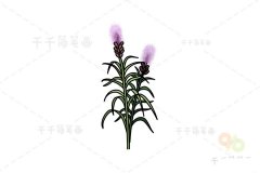 蛇鞭菊简笔画教程