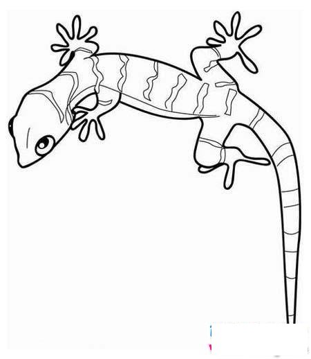 儿童关于墙上的壁虎简笔画图片大全
