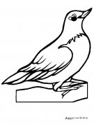 知更鸟动物简笔画步骤图片大全