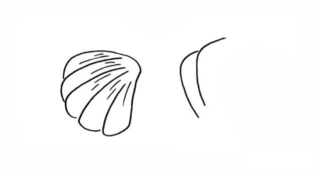 贝壳简笔画步骤图