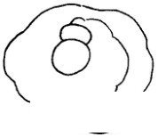 面包简笔画图片画法