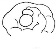 面包简笔画图片画法