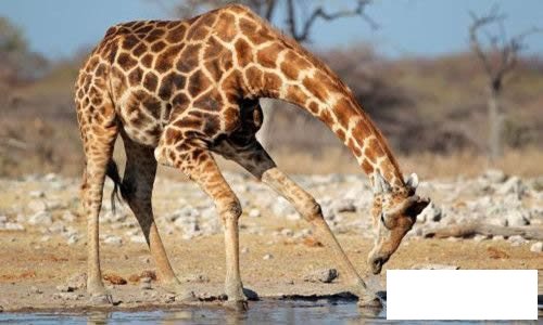 长颈鹿的小故事