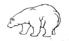 强壮的大北极熊简笔画图片