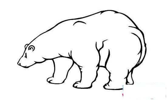 强壮的大北极熊简笔画图片