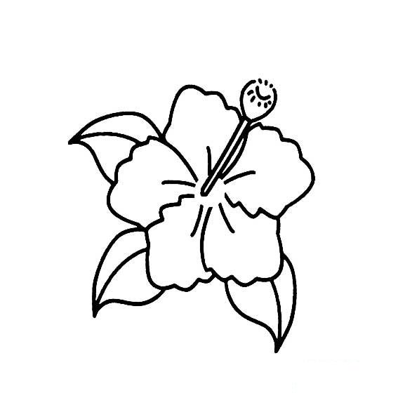 扶桑花(妖精花)的简笔画画法