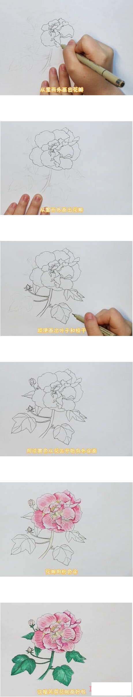 教你一步一步手绘芙蓉花简笔画涂色简单漂亮