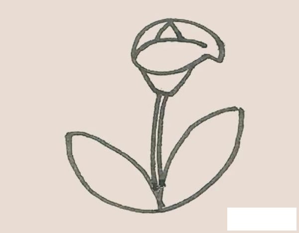 马蹄莲简笔画图片