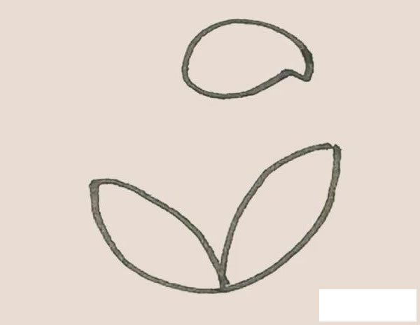 马蹄莲简笔画图片