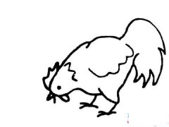 啄米的母鸡简笔画
