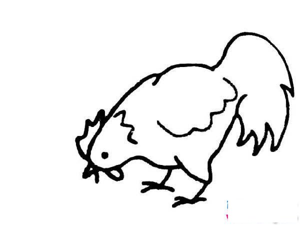 啄米的母鸡简笔画