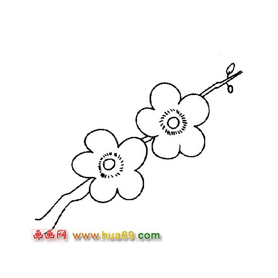 两朵梅花简笔画