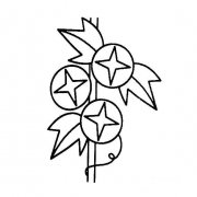 牵牛花（喇叭花）的简易画法