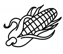 玉米植物简笔画步骤图片大全