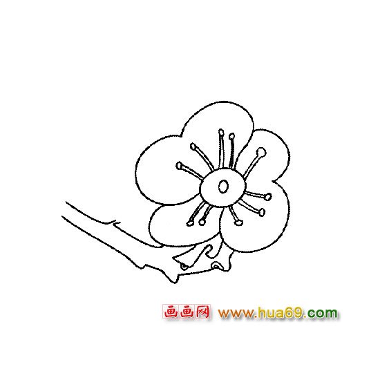 一朵梅花简笔画