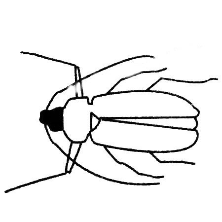 天牛简笔画图片大全