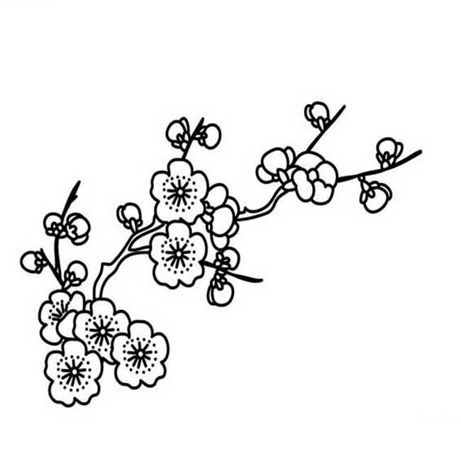 梅花植物花简笔画步骤图片大全四