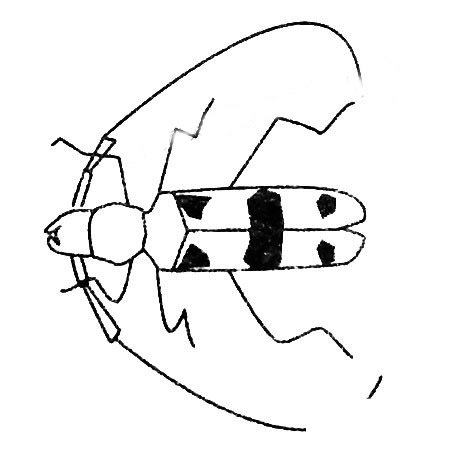 天牛简笔画图片大全