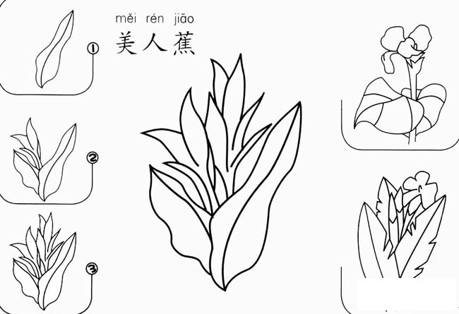 美人蕉怎么画简笔画图片