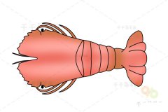 东方扁虾简笔画