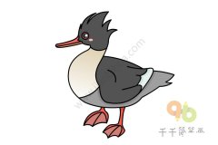 中华秋沙鸭简笔画如何画