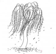 风吹柳树飘扬的画法简笔画图片简单好看