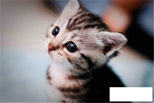 可爱的小猫简笔画步骤图解