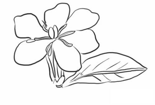 栀子花简笔画步骤教程