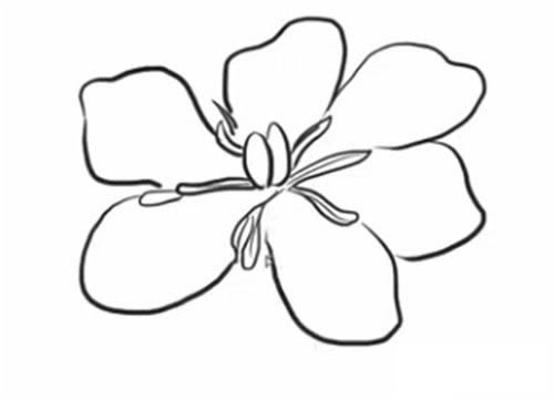 栀子花简笔画步骤教程